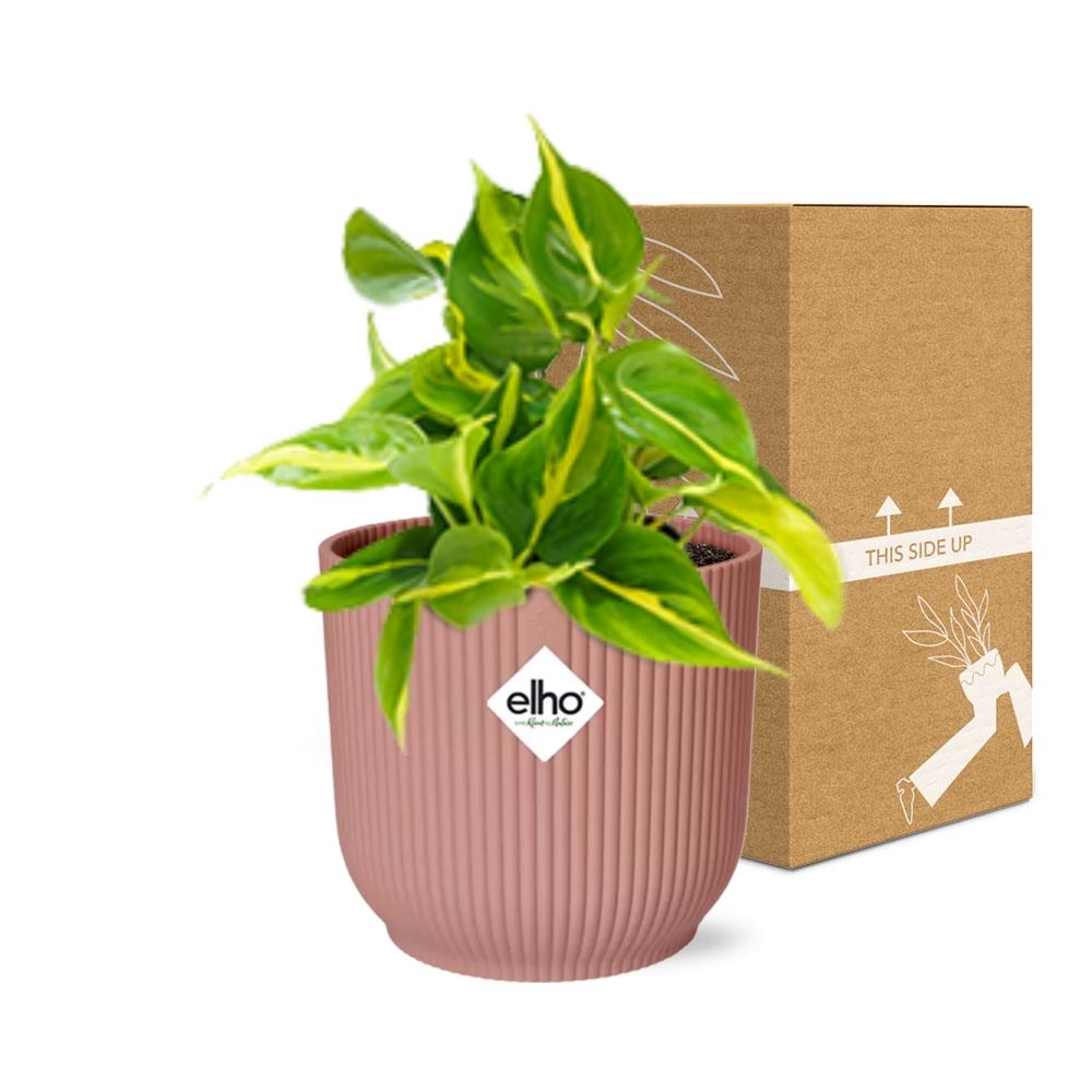 Philodendron Scandens Brasil Ø14cm rosa – Zimmerpflanze | Pflanzfix24.de
