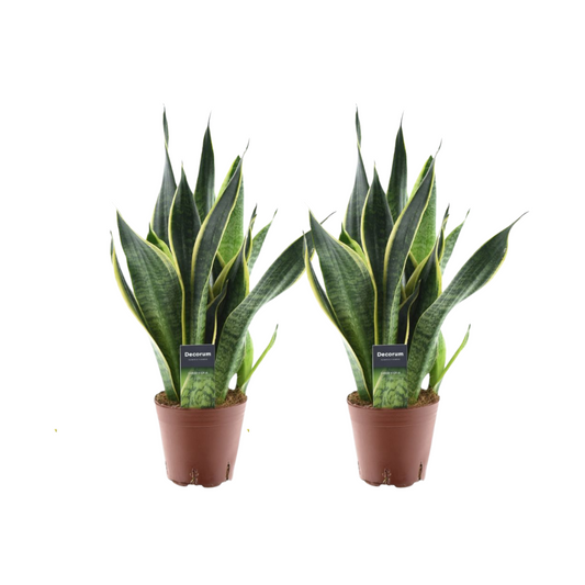 Sansevieria Futura Superba - 2 Stücke - Pflanzfix24