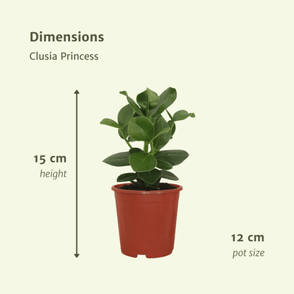 Clusia Princess (Signaturbaum) - 2 Stücke - Ø12cm - ↕15cm - Pflanzfix24.de - Pflanzfix24.de