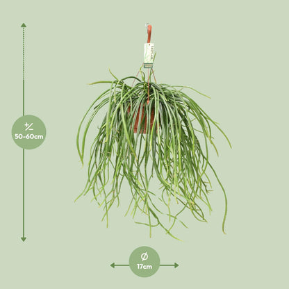 Selenisereus Werckleii - Ø17cm - ↕55cm - Pflanzfix24