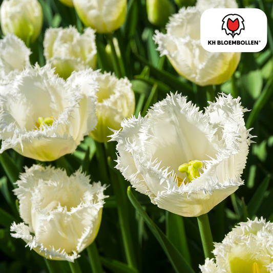 Tulpenbollen Honeymoon - 20 Stuks | KH Bloembollen® - Pflanzfix24