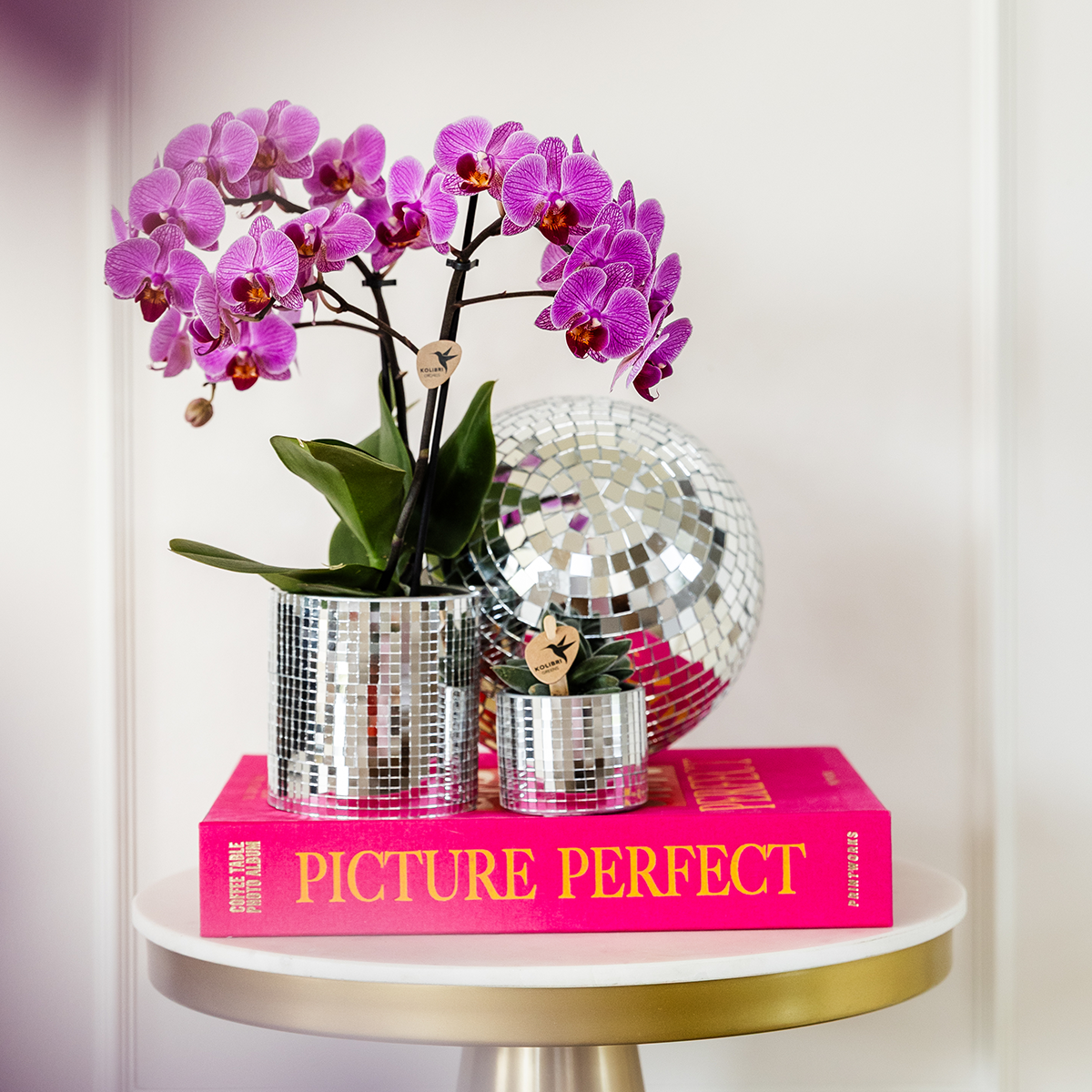 KOMBI-ANGEBOT: 4 Phalaenopsis-Orchideen - pflanzfix24