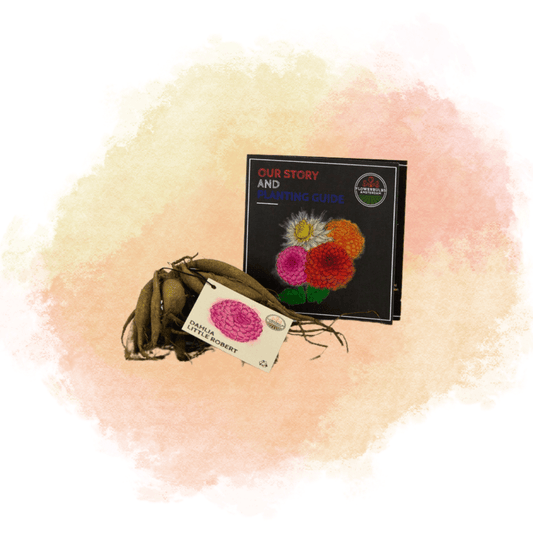 Dahlie Little Robert - Pomponartige Blüten in Cremeweiß und Rosa - Pflanzfix24.de - Pflanzfix24.de