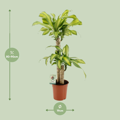 Dracaena Fragrans Massangeana - Ø19cm - ↕90cm von Pflanzfix24