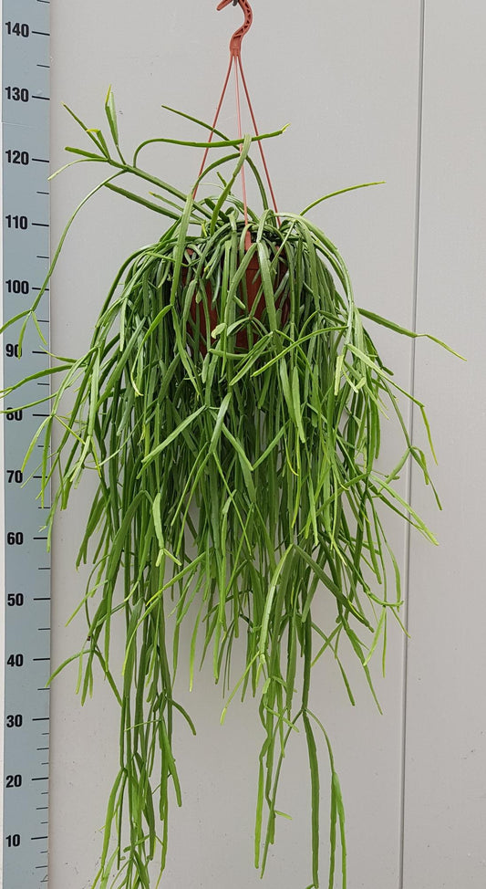 Rhipsalis Trigona - Ø20cm - ↕60cm bei Pflanzfix24