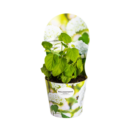 Hydrangea arborescens Annabelle Potcover Ø19cm ↕30 - 40cm - Pflanzfix24