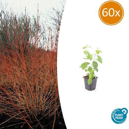 60x Cornus sang. 'Midwinter Fire' - ↕10-25cm - Ø9cm - Pflanzfix24.de - Pflanzfix24.de