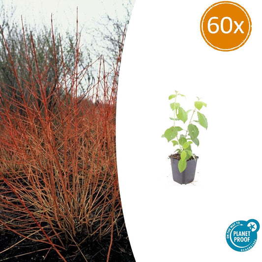60x Cornus sang. 'Midwinter Fire' - ↕10-25cm - Ø9cm - Pflanzfix24.de - Pflanzfix24.de