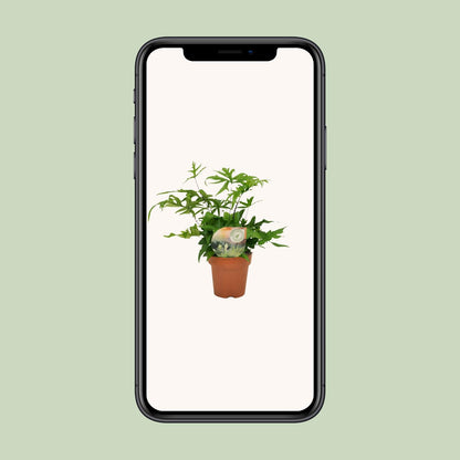 Doryopteris Pedata - Ø12cm - ↕35cm bei Pflanzfix24