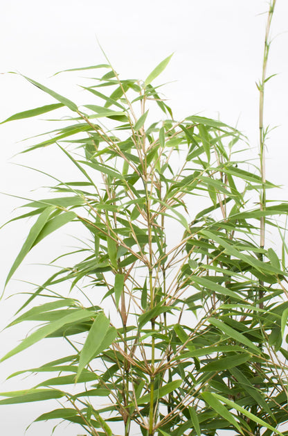 12x - Fargesia rufa - ↨40cm - Ø14 - Pflanzfix24