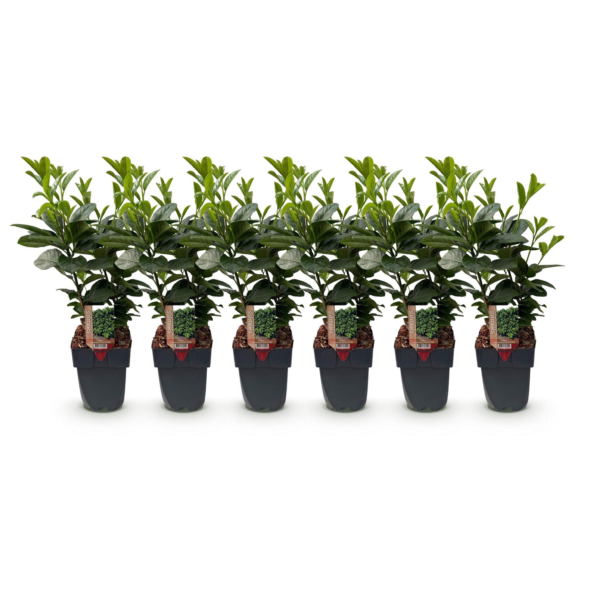 GreenboutiQ - Heckenpflanzen - Prunus laurocerasus Etna - Blatt grün - 6 Pflanzen - 1 laufender Meter - immergrün - Topf 17cm Höhe 50cm - Pflanzfix24.de