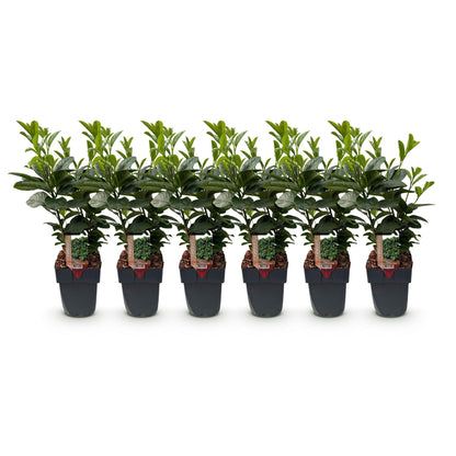 GreenboutiQ - Heckenpflanzen - Prunus laurocerasus Etna - Blatt grün - 6 Pflanzen - 1 laufender Meter - immergrün - Topf 17cm Höhe 50cm - Pflanzfix24.de