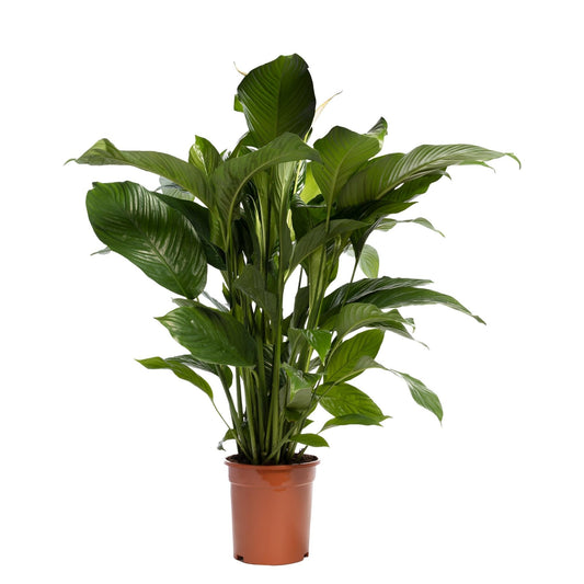Spathiphyllum 'Sweet Lauretta' BLANCO - Ø21cm - ↕90cm - Pflanzfix24