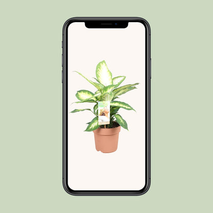 Dieffenbachia Camilla - Ø17cm - pflanzfix24