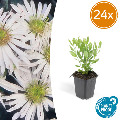 24x Aster ageratoides 'Ashvi' - ↕10-25cm - Ø9cm - Pflanzfix24