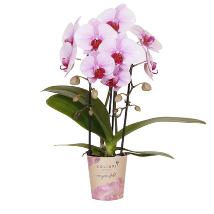 Rosa Orchidee Niagara Fall 9cm – Blühende Zimmerpflanze | Pflanzfix24.de - Pflanzfix24.de