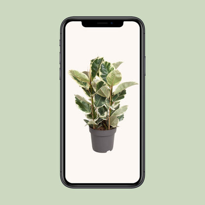 Ficus Elastica Tineke - Ø27cm - ↕100cm - Pflanzfix24.de - Pflanzfix24.de
