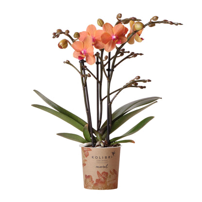 Orange Phalaenopsis „Mineral Bolzano“ Ø9cm – Leuchtende Orchidee | Pflanzfix24.de - Pflanzfix24.de