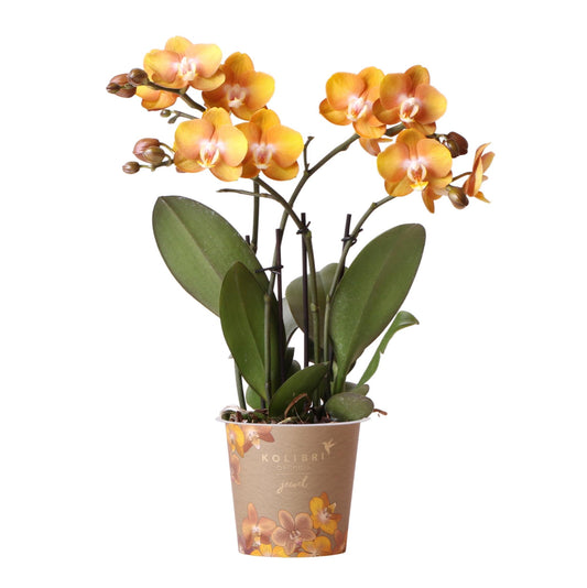 Kolibri Orchideen Jewel Las Vegas Orange-goldene Phalaenopsis Ø12cm | Pflanzfix24.de - Pflanzfix24.de