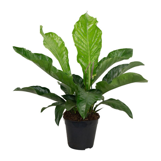 Anthurium KARMA Botanical - Ø30cm - ↕90cm - Pflanzfix24