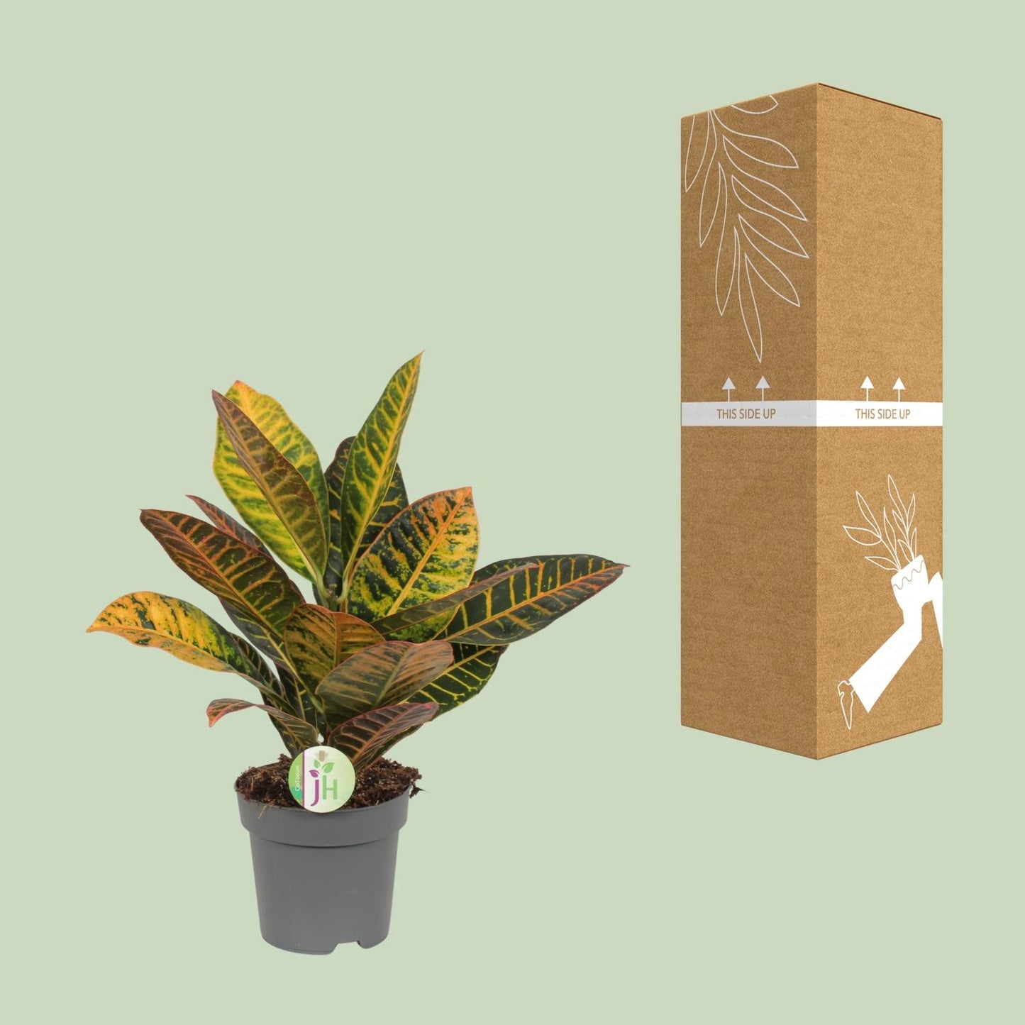 Codiaeum Petra - Croton - Ø17cm - ↕45cm - Pflanzfix24.de - Pflanzfix24.de