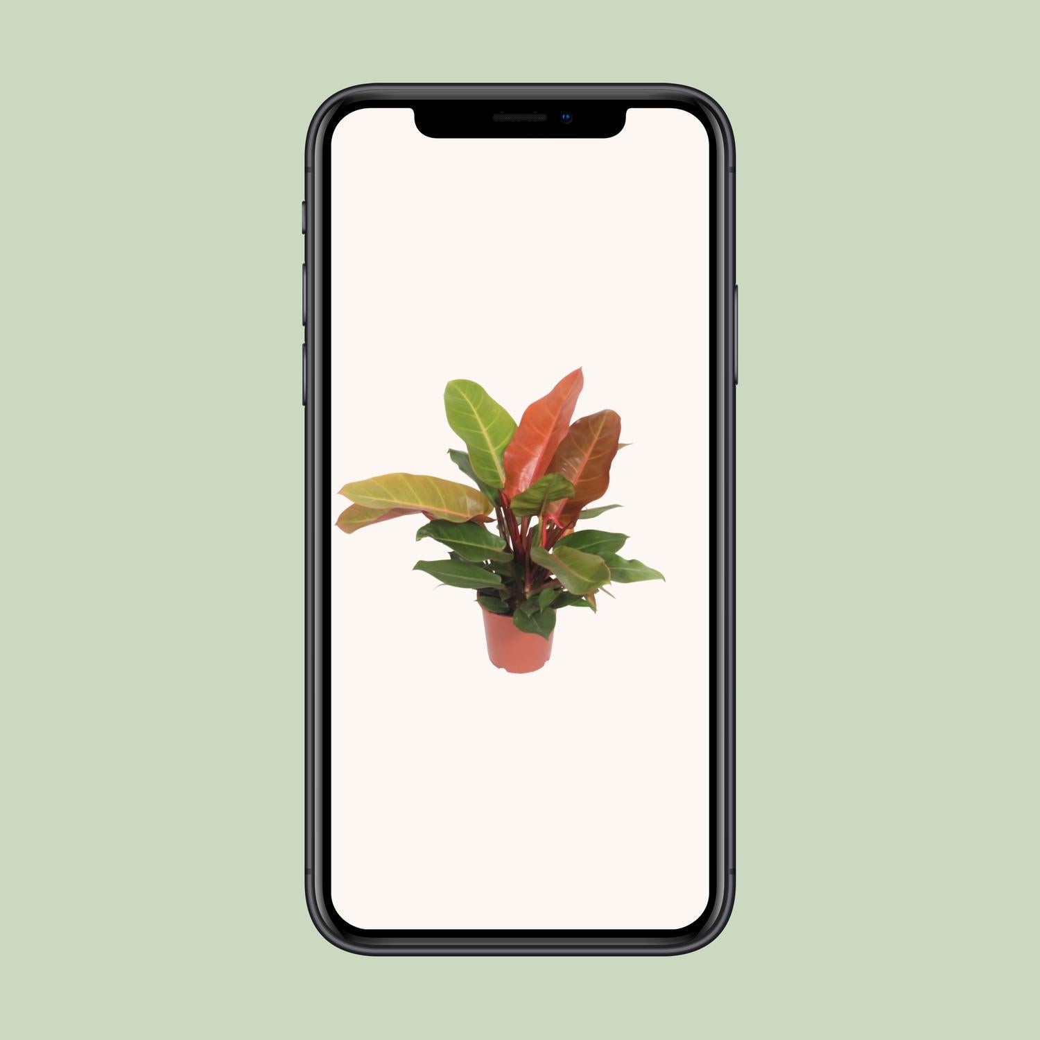 Philodendron Prince of Orange 45cm Ø17cm – Farbiger Blickfang | Pflanzfix24.de - Pflanzfix24.de