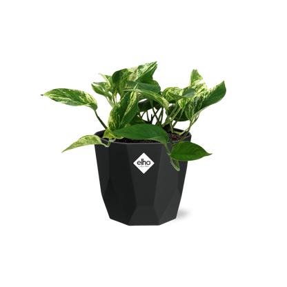 Scindapsus Marble Queen 14cm - Pflanzfix24