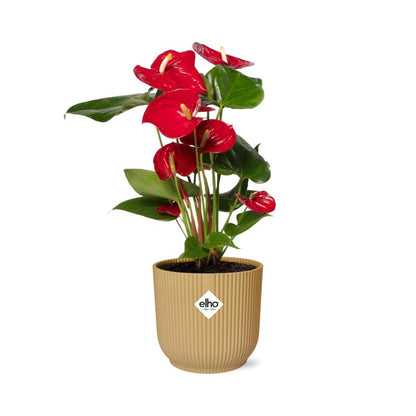 Anthurium Red 12cm in ELHO Vibes Fold 14cm geel - Pflanzfix24