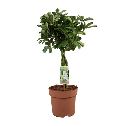 Schefflera Arboricola Nora - Ø21cm - ↕80cm - Pflanzfix24