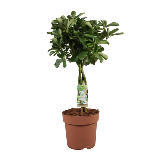 Schefflera Arboricola Nora - Ø21cm - ↕80cm - Pflanzfix24
