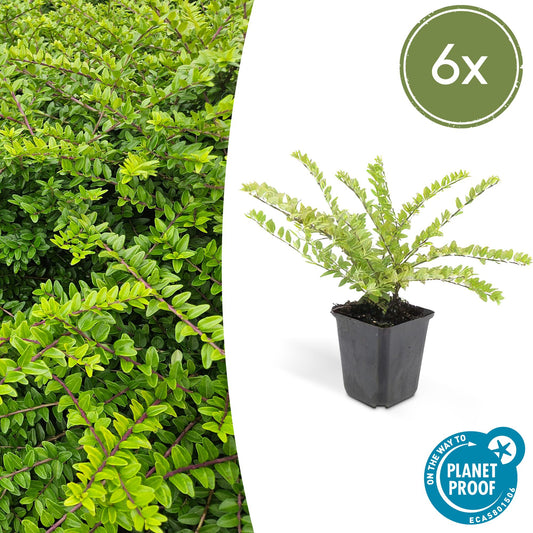 6x Lonicera nit. 'Maigrün' - ↕10-25cm - Ø9cm - Pflanzfix24.de - Pflanzfix24.de