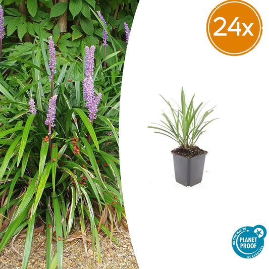 24x Liriope muscari 'Ingwersen' - ↕10-25cm - Ø9cm - Pflanzfix24