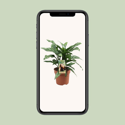 Aglaonema Maria - Ø17cm - ↕40cm - Pflanzfix24