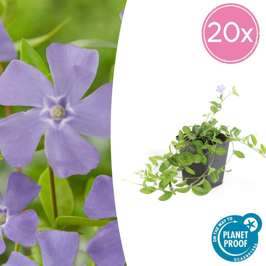 20x Vinca minor 'La Grave' Bodendecker Ø9cm - Pflanzfix24