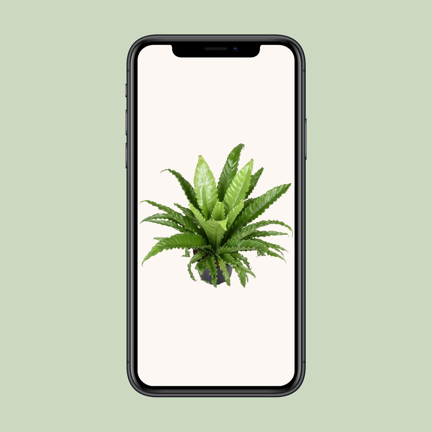 Asplenium Antiquum Osaka - Ø23cm - ↕60cm - Pflanzfix24.de - Pflanzfix24.de
