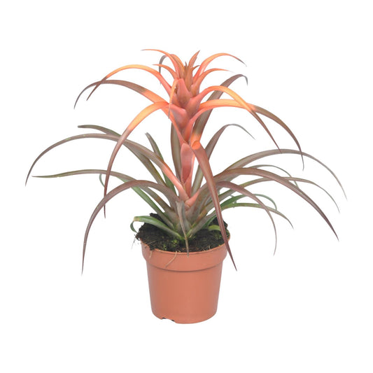 Tillandsia Capitata - Ø12cm - ↕30cm - Pflanzfix24
