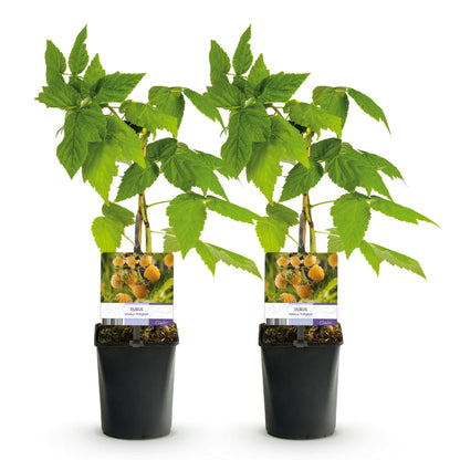 Pflanzfix24 - Himbeerpflanze - Rubus idaeus Fallgold - 2 Pflanzen