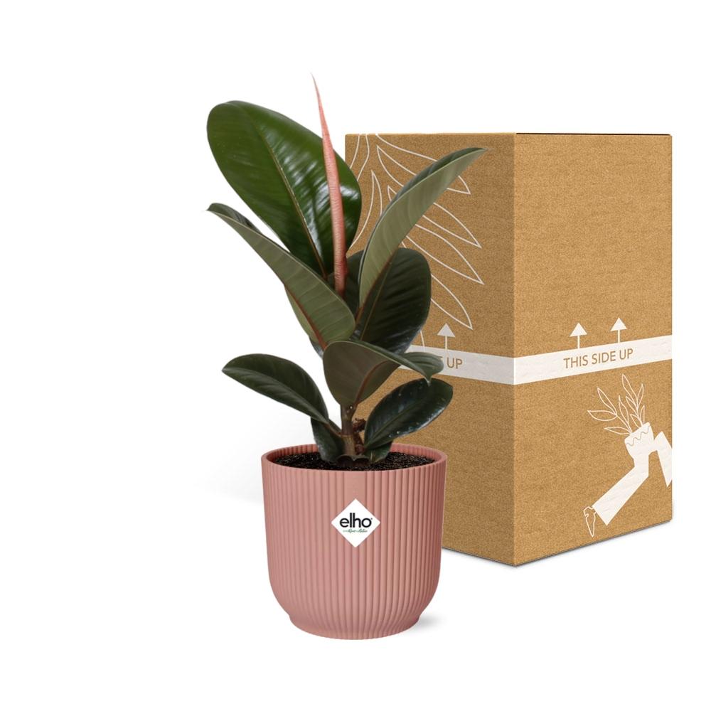 Ficus Elastica 'Robusta' in ELHO Vibes Fold 14cm roze - pflanzfix24