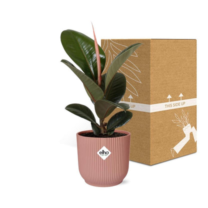 Ficus Elastica 'Robusta' in ELHO Vibes Fold 14cm roze - pflanzfix24