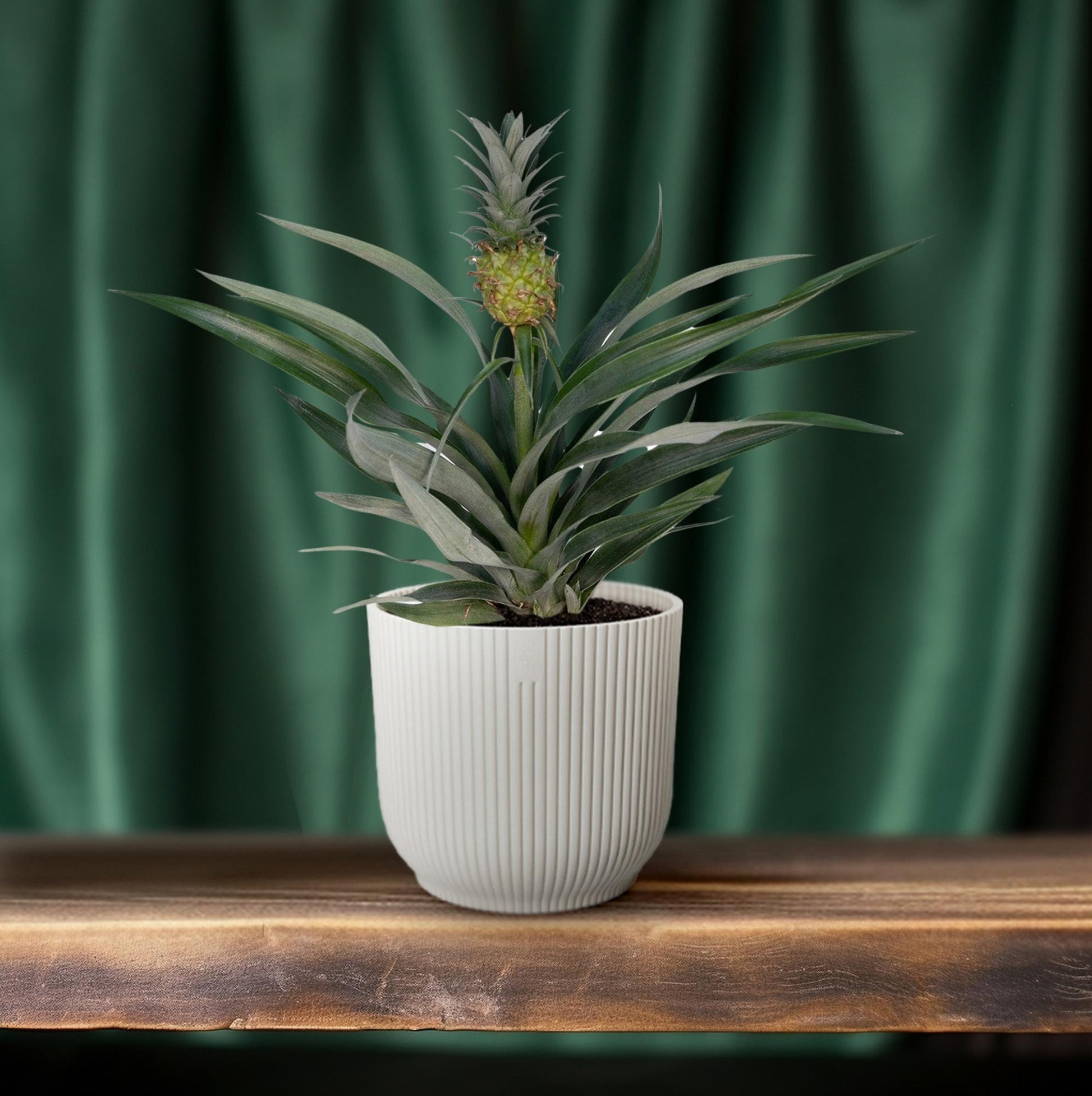 Ananas-Pflanze Bromelia - Ø12cm - ↕30cm bei Pflanzfix24.de - Pflanzfix24.de