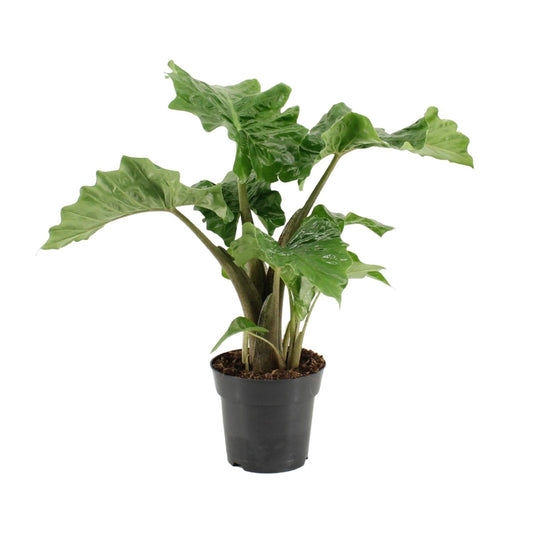 Alocasia Low Rider - Ø17cm - ↕50cm - Pflanzfix24