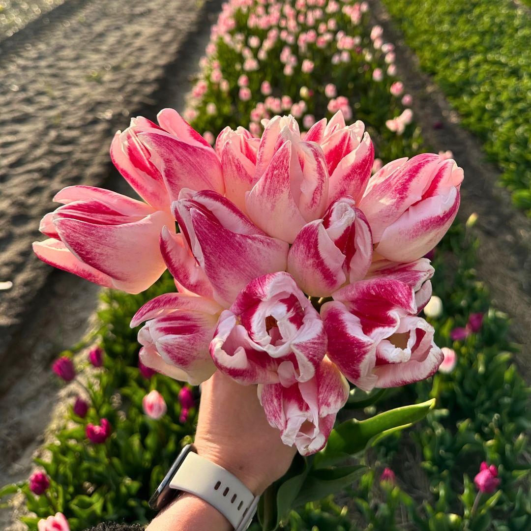 Tulpenzauber - Appie's Best - 30 Blumenzwiebeln - Größe 12+ - Pflanzfix24