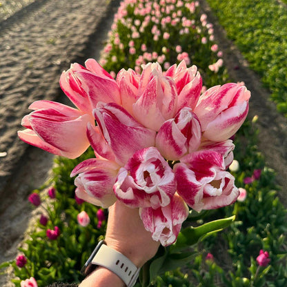 Tulpenzauber - Appie's Best - 30 Blumenzwiebeln - Größe 12+ - Pflanzfix24
