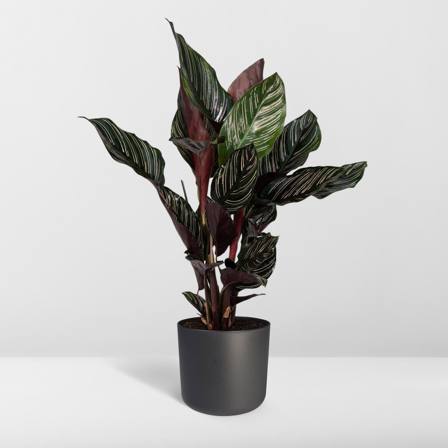 Calathea Ornata - Pflanzfix24.de - Pflanzfix24.de
