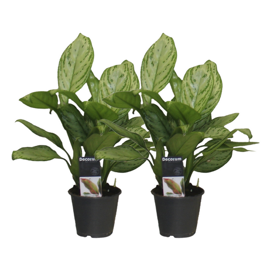 Aglaonema Christina - 2er Set - Pflanzfix24
