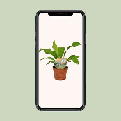 Asplenium Nidus - Ø12cm - ↕35cm - pflanzfix24