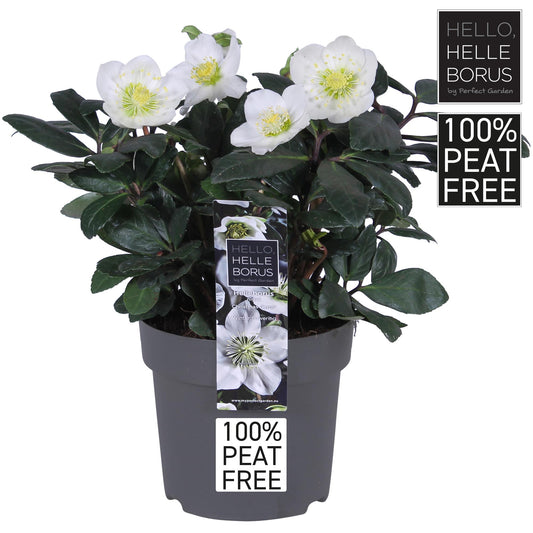 Helleborus Niger 'Christmas Carol' P14 - 100% Peat-Free - Ø14cm - ↕30cm - Pflanzfix24