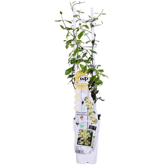 Trachelospermum 'Star of Toscana' Gelb Ø15cm - pflanzfix24