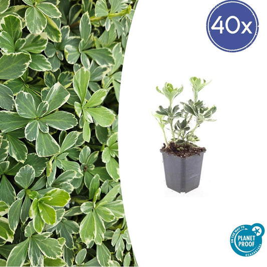 40x Pachysandra terminalis 'Variegata' - Ø9cm - Pflanzfix24.de - Pflanzfix24.de