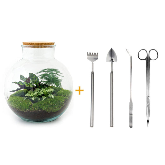Flaschengarten - Bolder Bob - DIY Terrarium Set - Pflanzfix24.de - Pflanzfix24.de